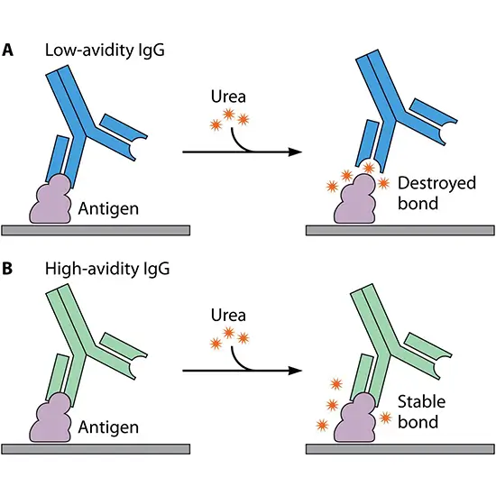 Toxoplasma Avidity IgG